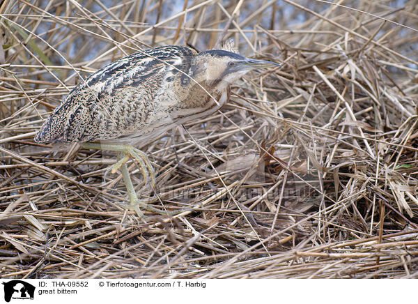 Rohrdommel / great bittern / THA-09552