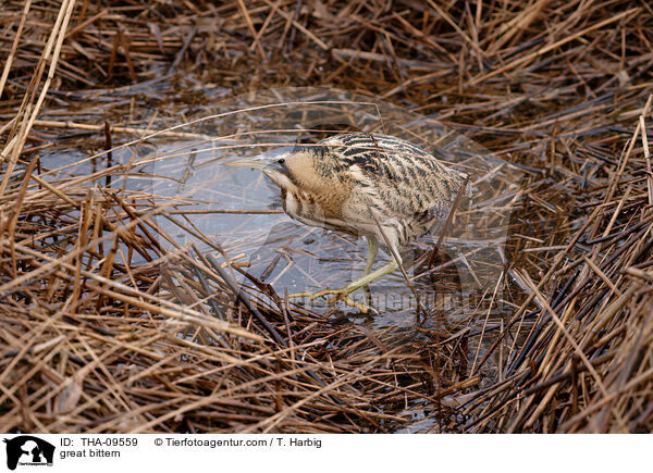 Rohrdommel / great bittern / THA-09559