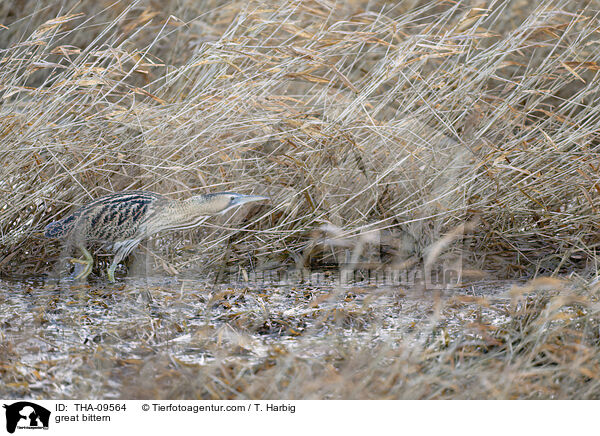 Rohrdommel / great bittern / THA-09564