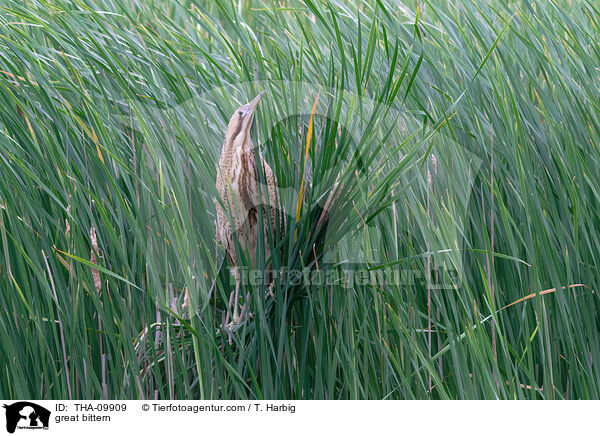 great bittern / THA-09909