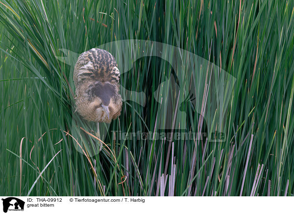 great bittern / THA-09912
