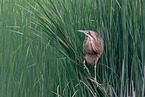 great bittern