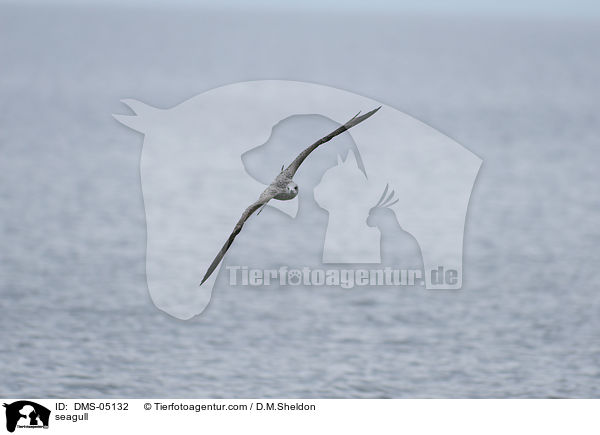 Mantelmwe / seagull / DMS-05132
