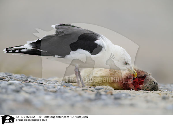 great black-backed gull / DV-02722