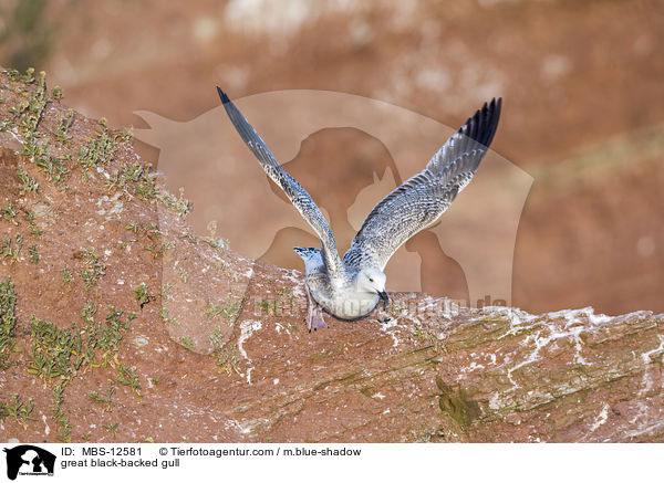 great black-backed gull / MBS-12581