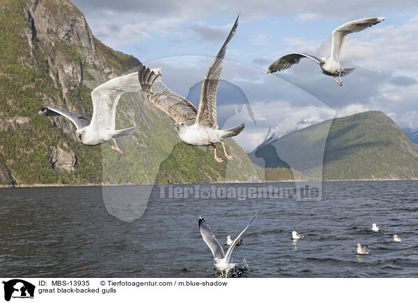 Mantelmwen / great black-backed gulls / MBS-13935