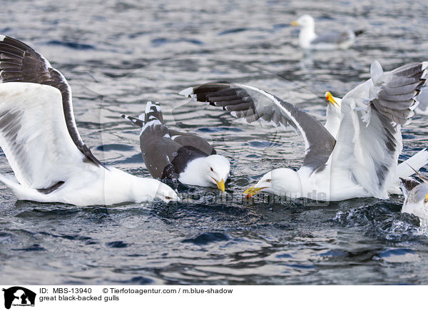 Mantelmwen / great black-backed gulls / MBS-13940