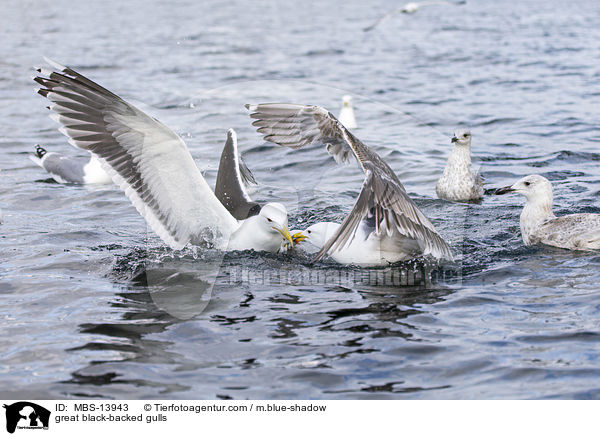 Mantelmwen / great black-backed gulls / MBS-13943