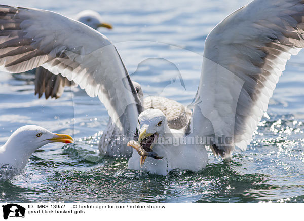great black-backed gulls / MBS-13952