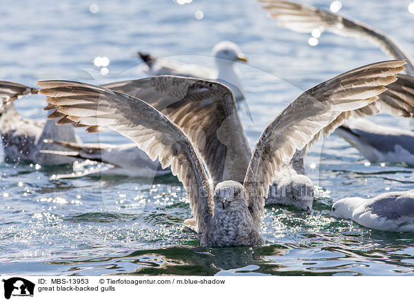 great black-backed gulls / MBS-13953