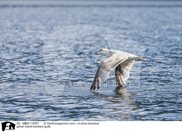 Mantelmwen / great black-backed gulls / MBS-13957