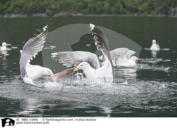 Mantelmwen / great black-backed gulls / MBS-13966