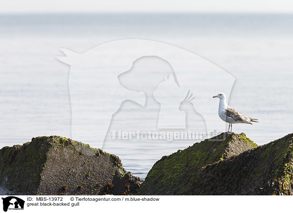 Mantelmwe / great black-backed gull / MBS-13972