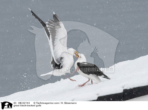 great black-backed gulls / HB-02143