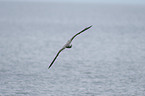 seagull