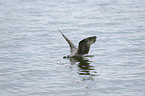 seagull