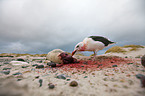 great black-backed gull
