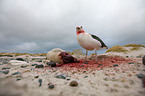great black-backed gull