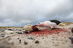 great black-backed gull