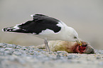 great black-backed gull
