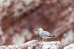 great black-backed gull