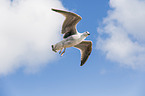 great black-backed gull