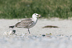 great black-backed gull