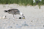 great black-backed gull
