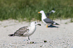 great black-backed gull
