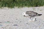great black-backed gull