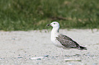 great black-backed gull