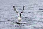 great black-backed gull