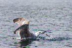 great black-backed gull