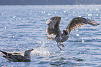 great black-backed gulls