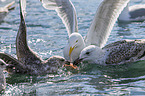 great black-backed gulls
