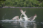 great black-backed gulls