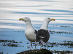 great black-backed gulls