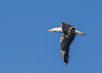 great black-backed gull