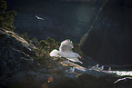 great black-backed gull