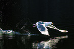 great black-backed gull