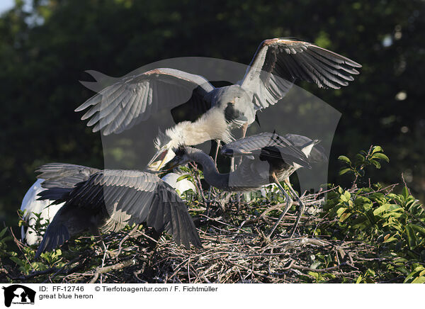 Kanadareiher / great blue heron / FF-12746
