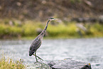 great blue heron