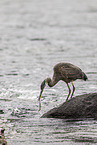 great blue heron