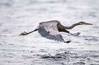 great blue heron