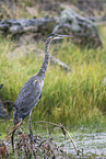 great blue heron