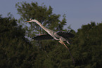 great blue heron