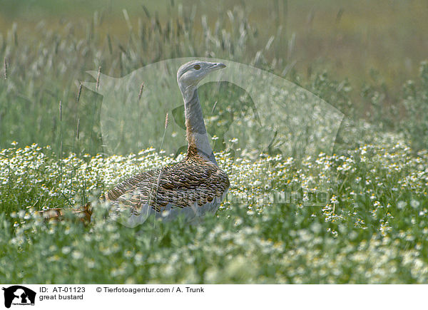 great bustard / AT-01123