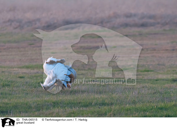 Grotrappe / great bustard / THA-06515