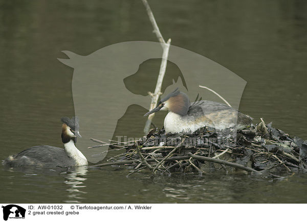 2 great crested grebe / AW-01032