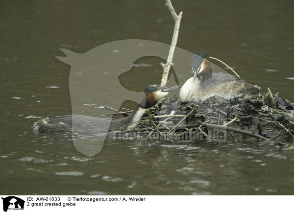 2 great crested grebe / AW-01033